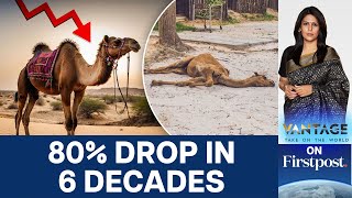 Why are India’s Camels Disappearing? | Vantage with Palki Sharma