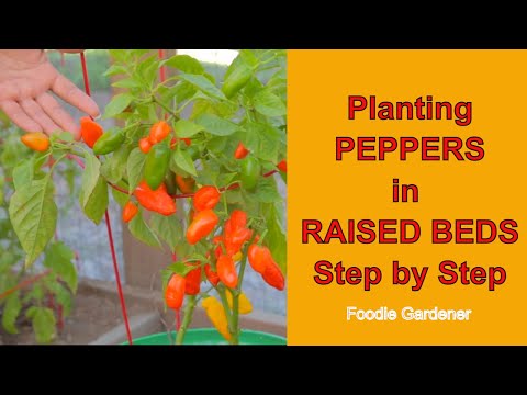 Planting Peppers in Raised Beds at Home!  From Digging to Harvest! (Foodie Gardener)