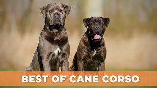 BEST OF CANE CORSO -  THE ITALIAN MASTIFF | DOG LOVERS