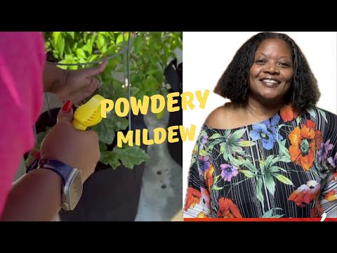 Powdery Mildew Treatment Before & After