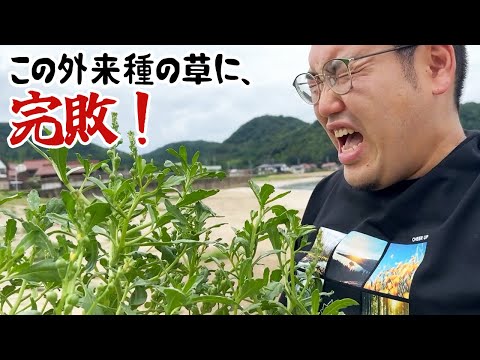 苦すぎる！外来種の草に、完敗！