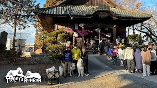 みんなで初詣へ行ったルンルンとアランとベルです　Great Pyrenees　グレートピレニーズ