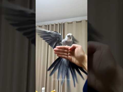 Adorable Cockatiel Skyler's Perfect Landing 🦜🥰 #cockatielscraze #birdscharm