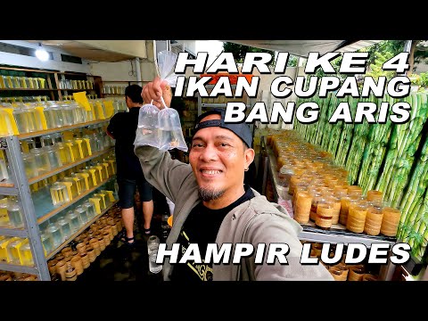 HARI KE 4 PROMOSI IKAN CUPANG BANG ARIS SUDAH MULAI LUDES