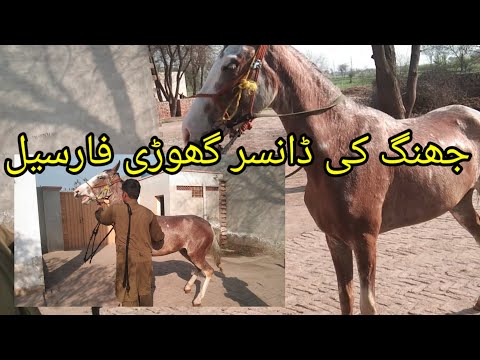 jhang horse Mandi 2024.jhang ki dancer Ghori for sale