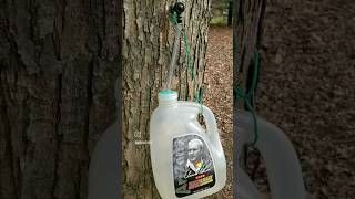 BEGINNER MAPLE TREE TAPPING #shorts