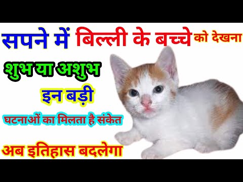 Sapne Me Billi  Ka Bacha Dekhna | सपने मे बिल्ली का बच्चा देखना | Seeing Cats In Dream | #Cat_Dream