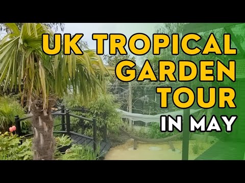 A tour of my UK tropical garden and greenhouse in May (exotics, jungle plants and desert plants)