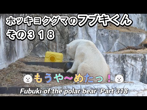 ホッキョクグマのフブキくん（３１８）🐻‍❄️もうや～めたっ！🐻‍❄️（東山動植物園）Fubuki of the polar bear Part 318