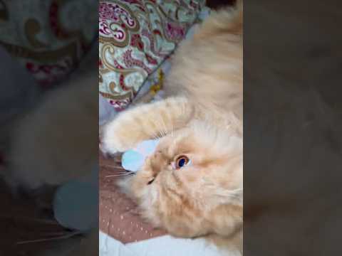 You Won’t Believe How This Cat Plays with a Ball! 😹💥