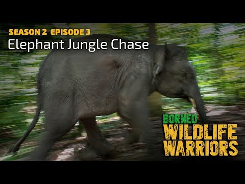 Wild Elephant Jungle Rescue (Part 1) [4K] | Borneo Wildlife Warriors (S02E03) | SZtv