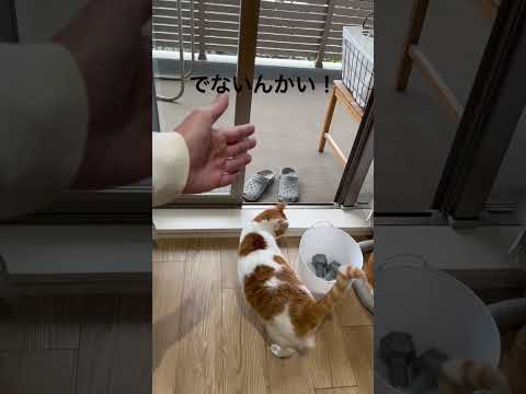 【猫あるある】出ないんかい！#猫動画 #cat #あるある