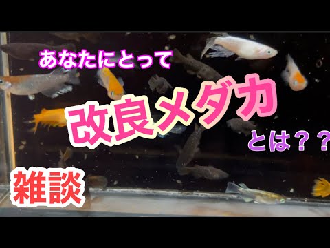 (メダカ)平日の雑談　あなたにとって改良メダカとは？