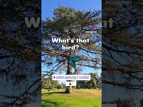 Can you help identify that bird on the golf course? #birds #songbirds #nature