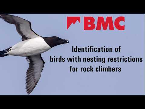 Identification of birds with nesting restrictions for rock climbers