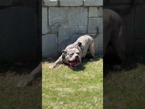 Mickey and Pupz day at the park #dog #viralshort #fyp #training #americanbully #family #shorts