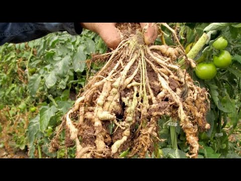 Management of Nematodes in Vegetables