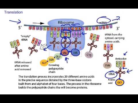 Translation of proteins