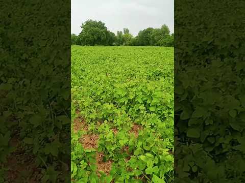 #nature #farming #naturelovers #natureshorts #farmerlife #farmhouse #farming #viral #short #trend