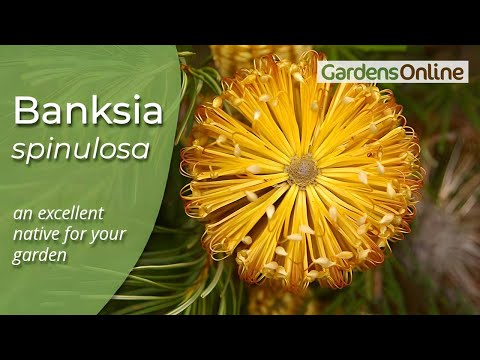 Banksia spinulosa - Hairpin Banksia