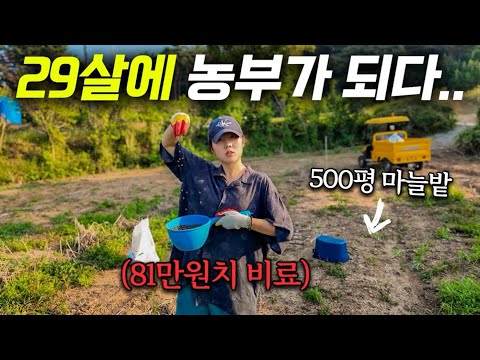 [우당탕탕 마늘키우기 EP.1] 시아버지댁 500평 마늘밭 제가 직접 키워보겠습니다..🧄 | 비료 뿌리고 꽃게 마요네즈 구이