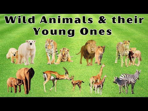 Explore the World of Wild & Forest Animals & their Young Ones | Fun with Virtual tour of Wildlife