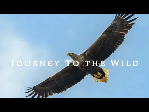 Journey To The Wild: An Original Cinematic Wildlife Experience #wildlife #documentary