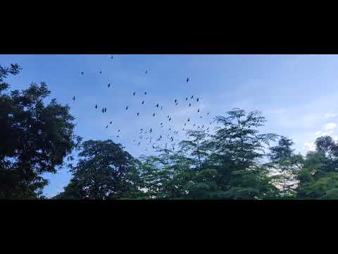 Pigeons taking tour of the sky after Rain