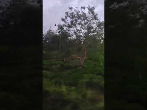 Nature Beauty// Tea Garden// Train Journey #short