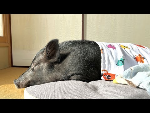 A pig that somehow knew that Dad had gone far away.