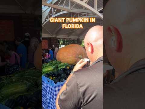 Giant PUMPKIN #florida #giantpumpkin #hellofall