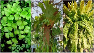 9 Popular ferns for landscaping