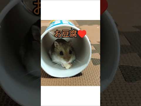 可愛いハムスター（ピク）#ハムスター #手乗りハムスター #hamsters #ペット #可愛い#癒し#おやつ#ショート