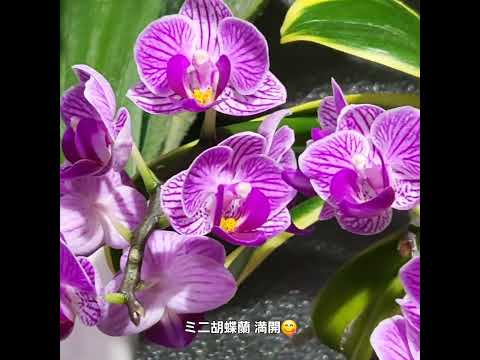 【ミニ胡蝶蘭・全開花】 #orchid