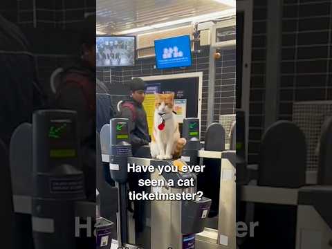 This Train Station Has A Feline Ticket Inspector!#Shorts #catvideos #coolcats