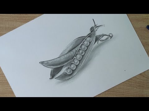 still life drawing | green peas drawing