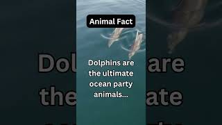 Dolphins are the ultimate ocean party animals...