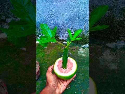 How to propagate okra tree from okra #shorts #propagate #grow #viral