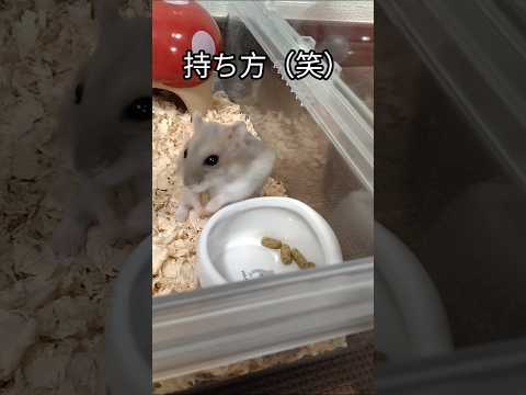 こそどろみたいなハムスター（ピク）#ハムスター #こそどろ#可愛い#癒し#hamsters #cute#反応が可愛い