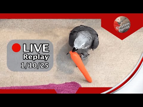 Einstein Parrot Live 1/10/25