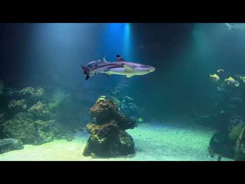 One minute of Ocean - Hawaiian Reef Fish - Razor Shark and other exotic fishes #sweden #tropical