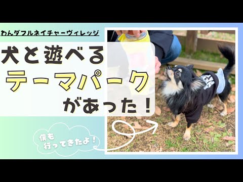 犬と遊べるテーマパークがあった！！【わんダフルネイチャーヴィレッジ】