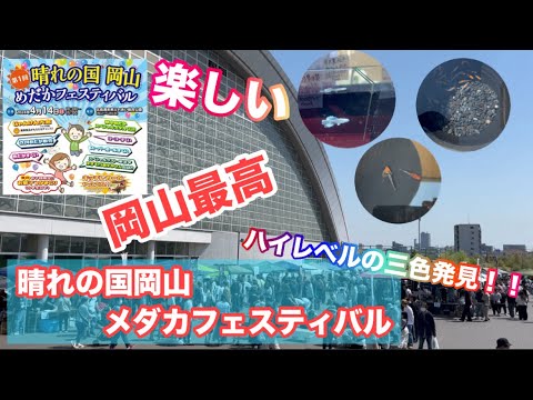 (メダカ)岡山のイベントきました😄レベル高い！綺麗！流石！　メダカフェスティバル