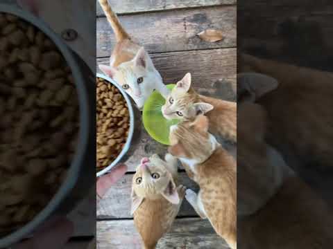 Give me food! 🐈 #orangecat #hungrycats #breakfast