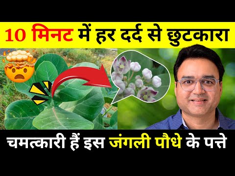 सिर्फ 2 पत्तों से घुटने, कमर, हाथ पैर और जोड़ो का दर्द होगा ठीक | Aak Ke Fayde