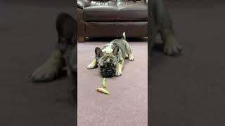 Delightful Puppy Antics That Will Make You Smile  #PuppyAntics #PuppyJoy #PetCuteness #shorts