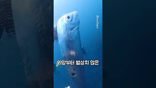 범상치 않은 심해어 클라스#shorts