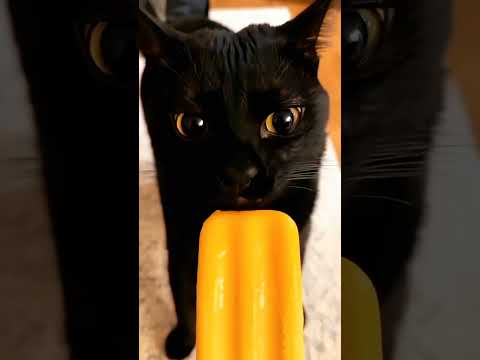 Black cat activities #cat #pets #funnypets #funnycats #shorts