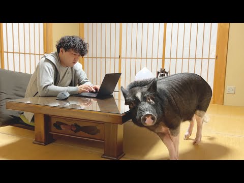 Pig Gets Cozy on the Corner of the Desk