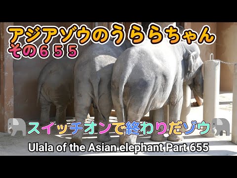 アジアゾウのうららちゃん（６５５）🐘スイッチオンで終わりだゾウ🐘（東山動植物園）Ulala of the Asian elephant Part 655